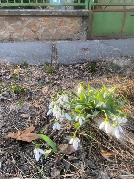 Eladó ház 1151 Budapest Csővár utca Ingatlan kép: 18